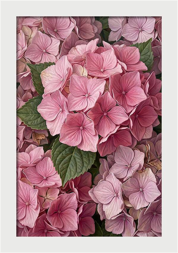 Delicate Pink Hydrangea Blossoms