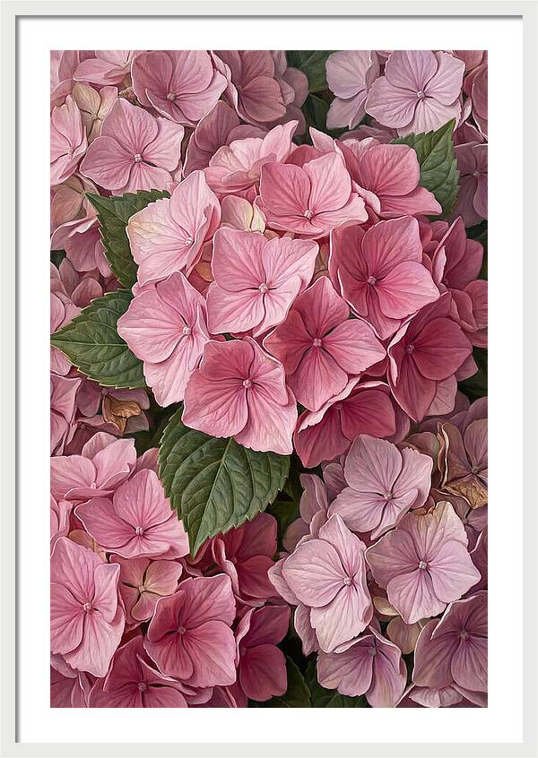 Delicate Pink Hydrangea Blossoms