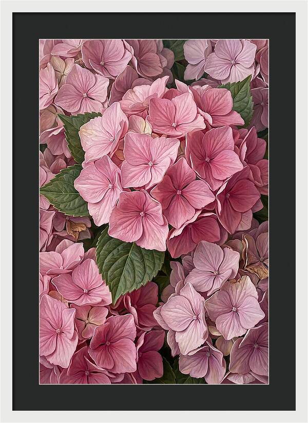 Delicate Pink Hydrangea Blossoms