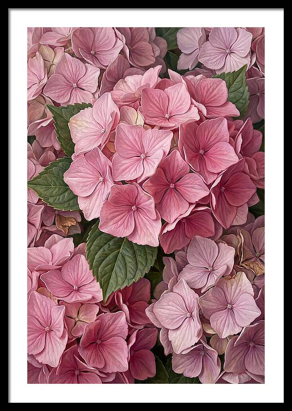 Delicate Pink Hydrangea Blossoms