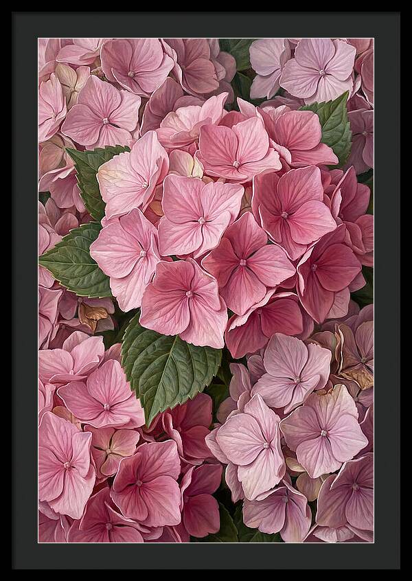 Delicate Pink Hydrangea Blossoms