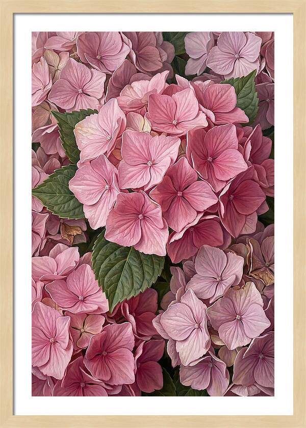 Delicate Pink Hydrangea Blossoms