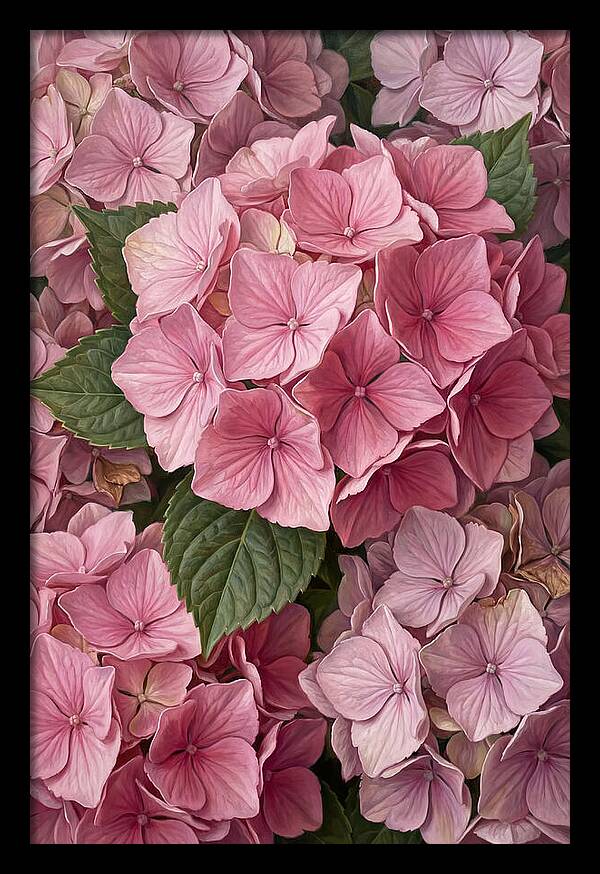Delicate Pink Hydrangea Blossoms