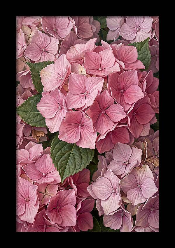 Delicate Pink Hydrangea Blossoms