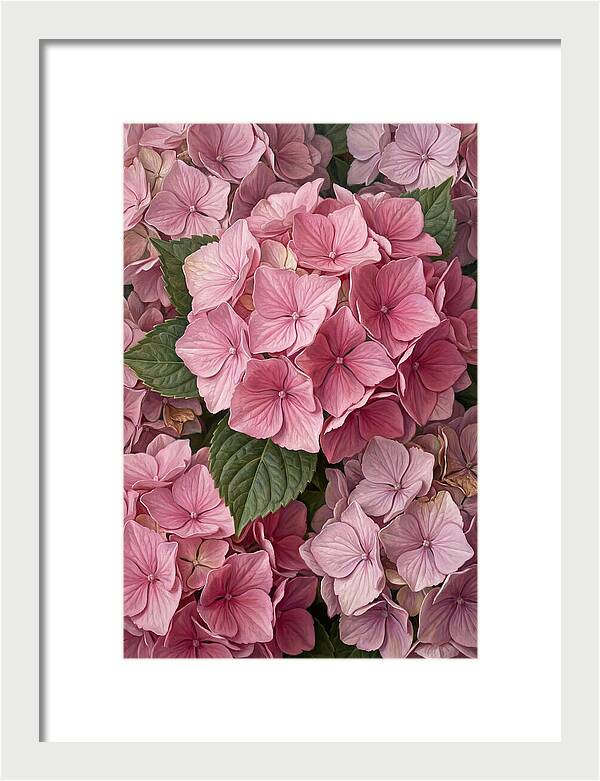 Delicate Pink Hydrangea Blossoms
