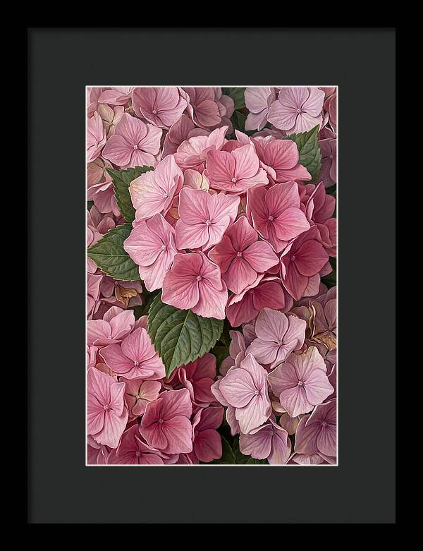Delicate Pink Hydrangea Blossoms