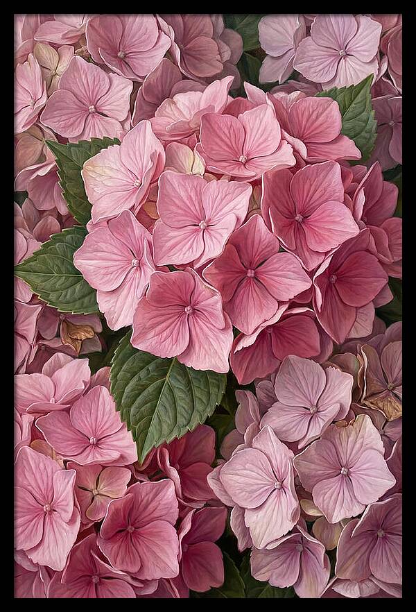 Delicate Pink Hydrangea Blossoms