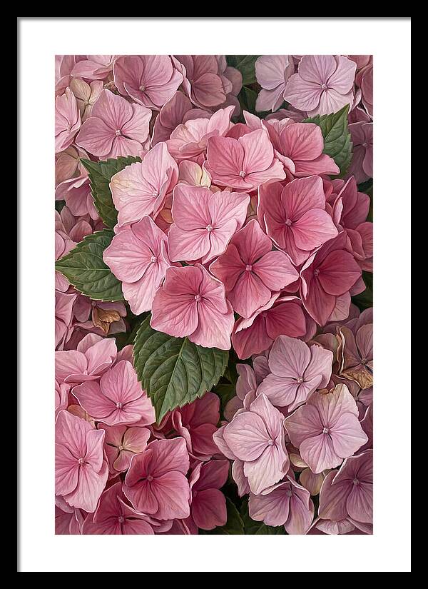 Delicate Pink Hydrangea Blossoms