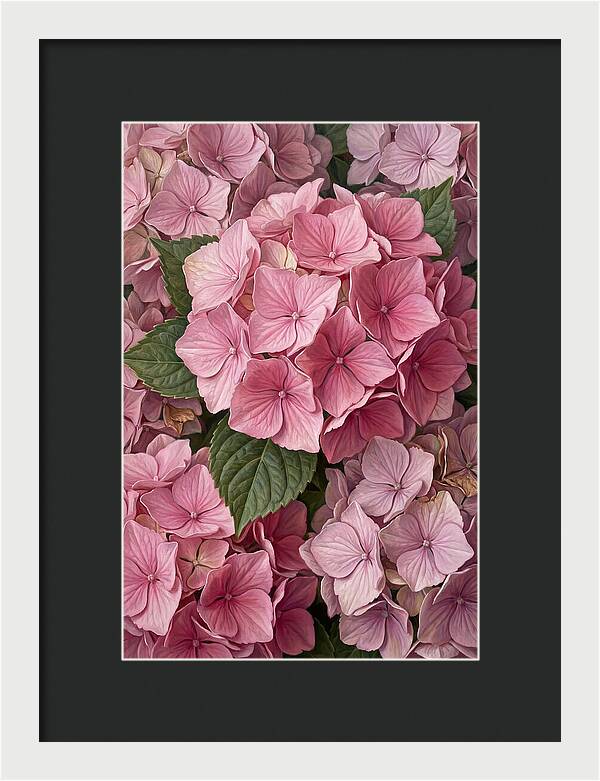Delicate Pink Hydrangea Blossoms