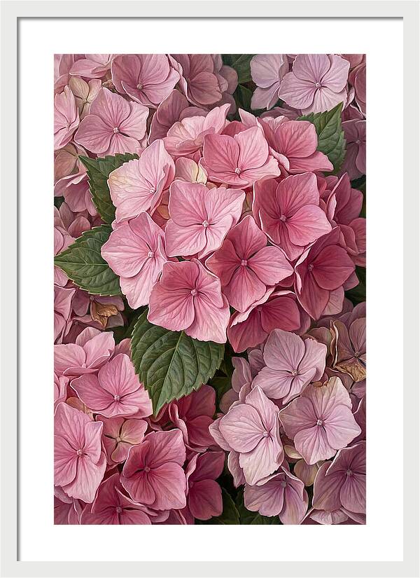 Delicate Pink Hydrangea Blossoms