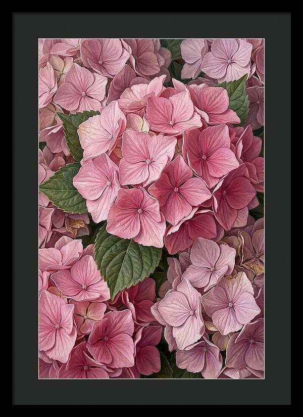 Delicate Pink Hydrangea Blossoms