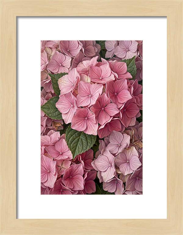 Delicate Pink Hydrangea Blossoms