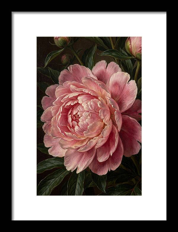 Delicate Pink Peony Bloom