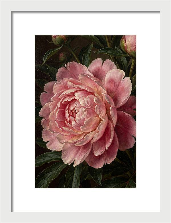 Delicate Pink Peony Bloom