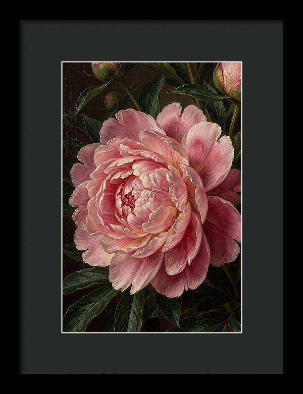 Delicate Pink Peony Bloom