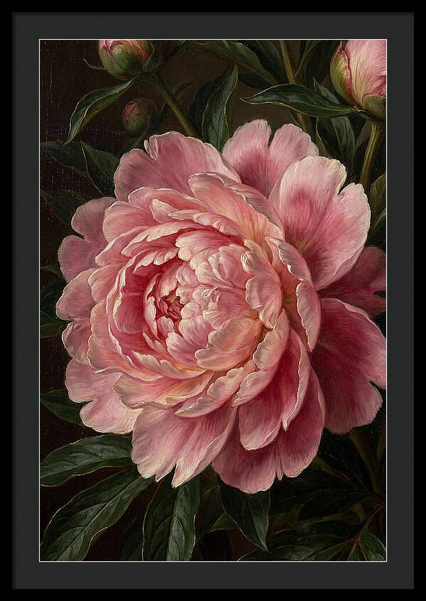 Delicate Pink Peony Bloom