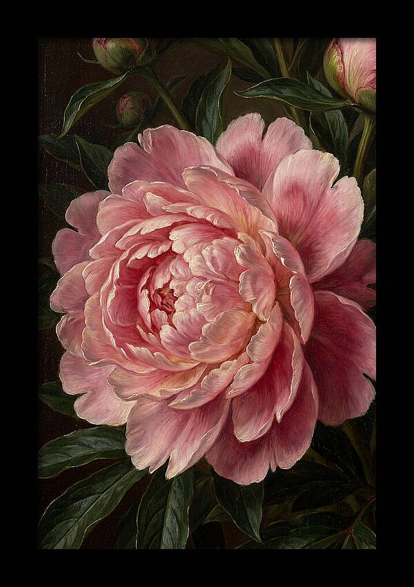 Delicate Pink Peony Bloom
