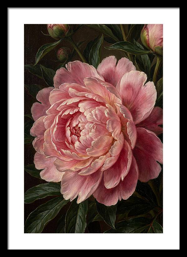 Delicate Pink Peony Bloom