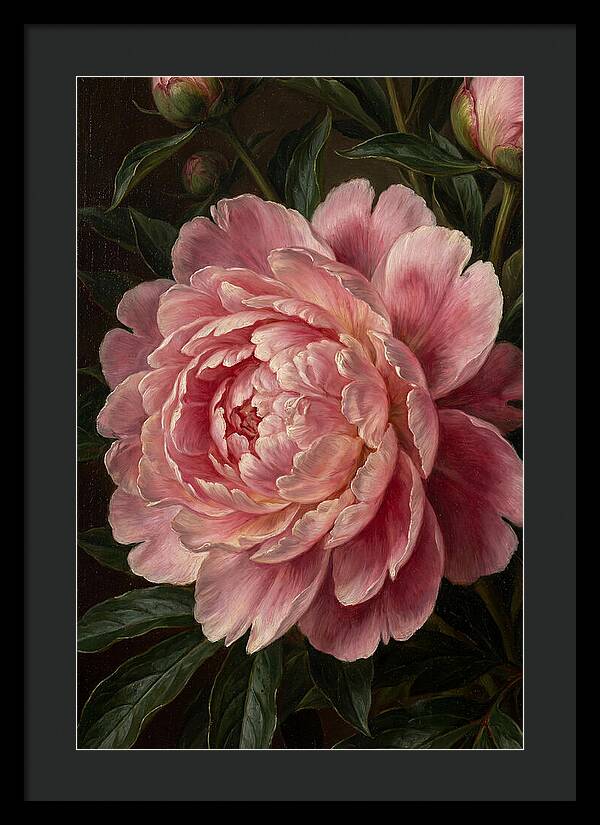 Delicate Pink Peony Bloom