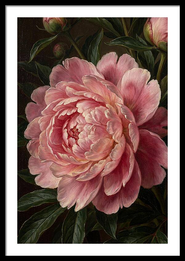 Delicate Pink Peony Bloom