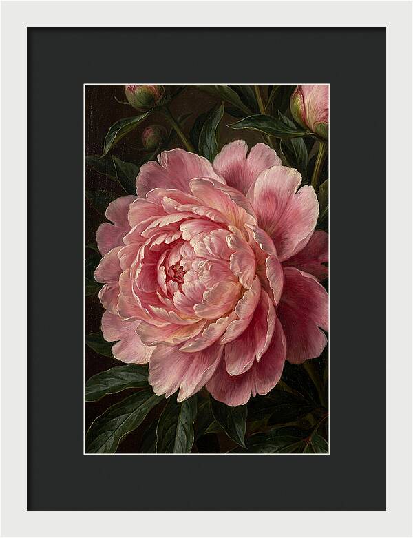 Delicate Pink Peony Bloom