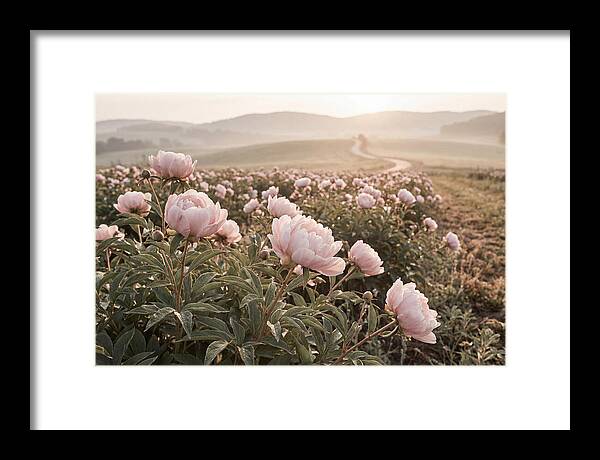 Delicate Pink Peony Blooms