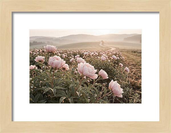 Delicate Pink Peony Blooms