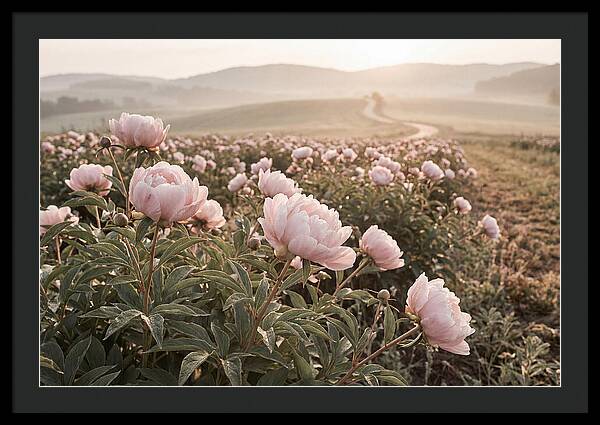 Delicate Pink Peony Blooms