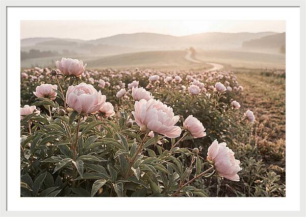 Delicate Pink Peony Blooms