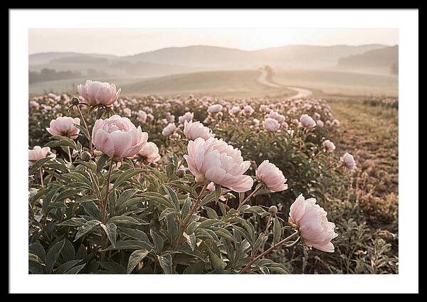 Delicate Pink Peony Blooms