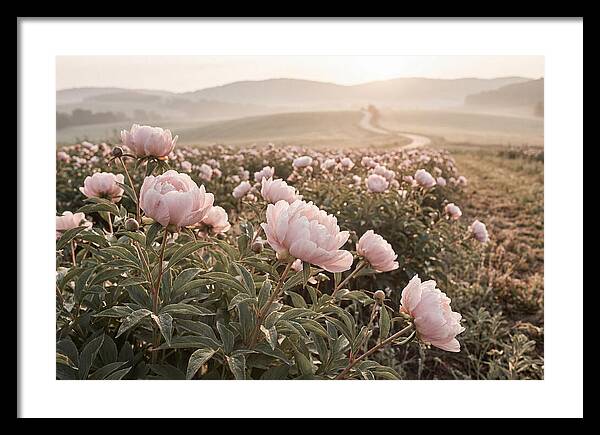 Delicate Pink Peony Blooms