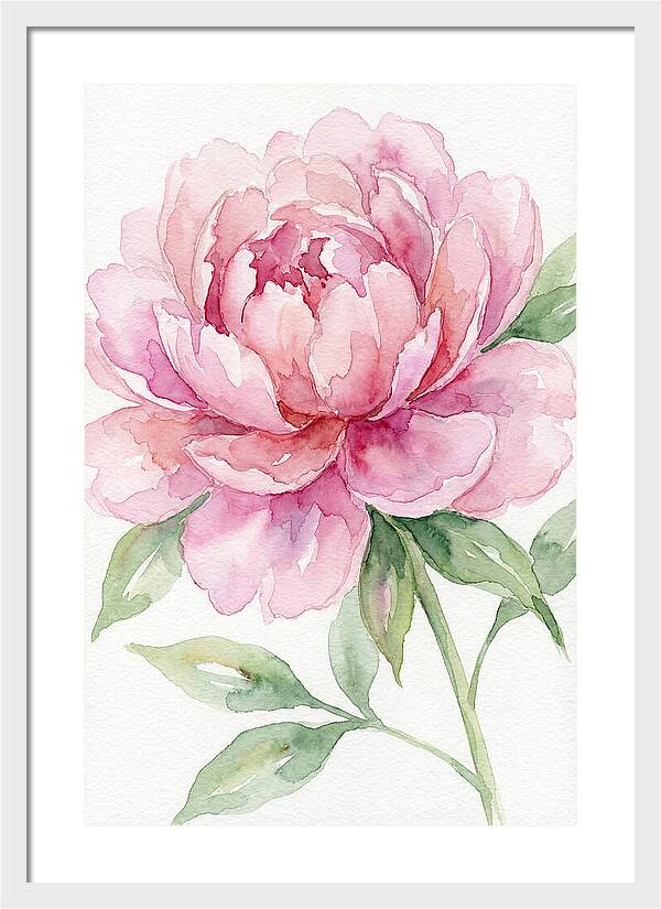 Delicate Pink Peony
