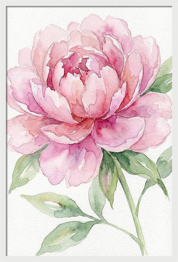 Delicate Pink Peony