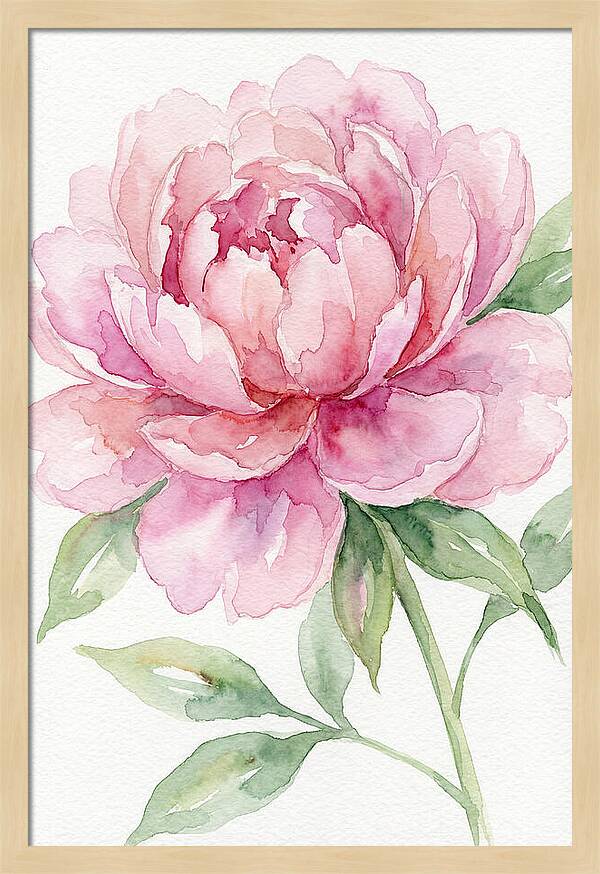 Delicate Pink Peony