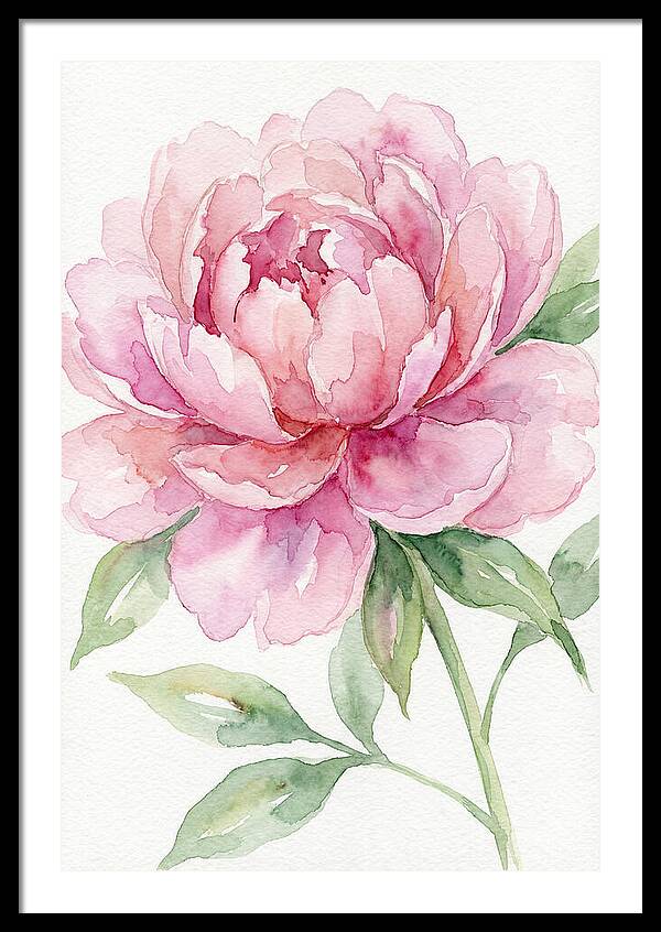 Delicate Pink Peony