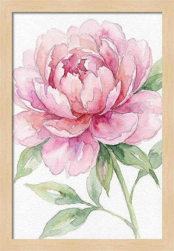 Delicate Pink Peony