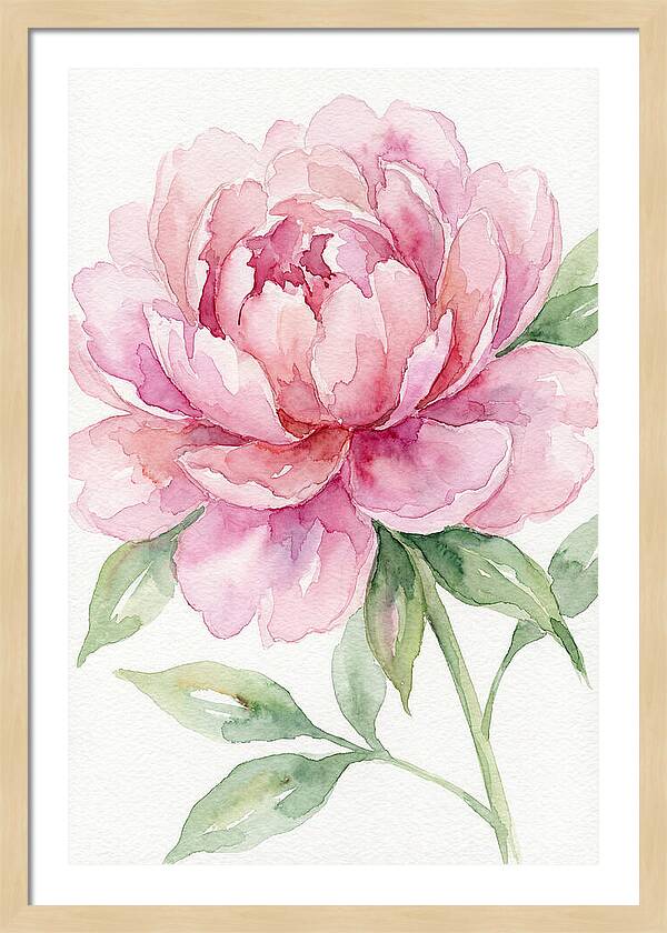 Delicate Pink Peony
