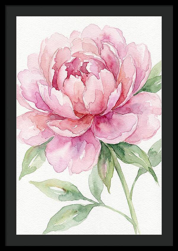 Delicate Pink Peony