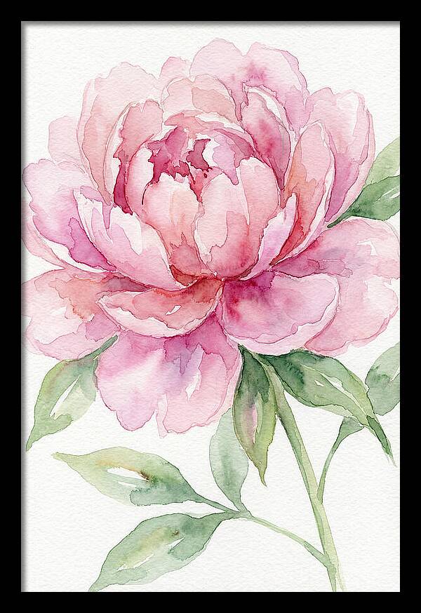 Delicate Pink Peony