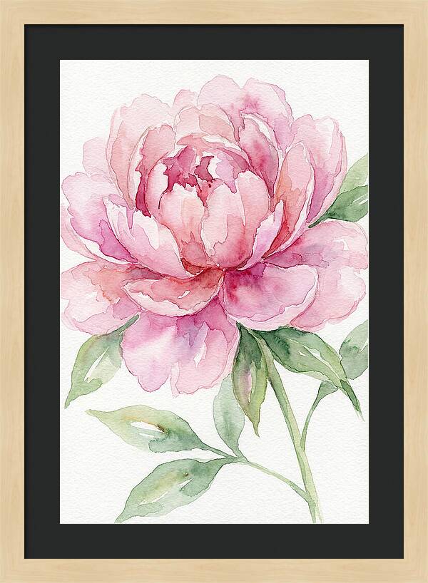 Delicate Pink Peony