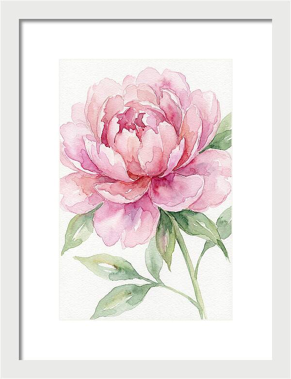 Delicate Pink Peony