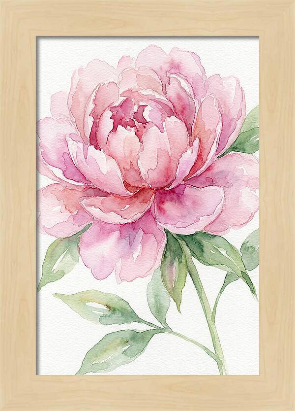 Delicate Pink Peony