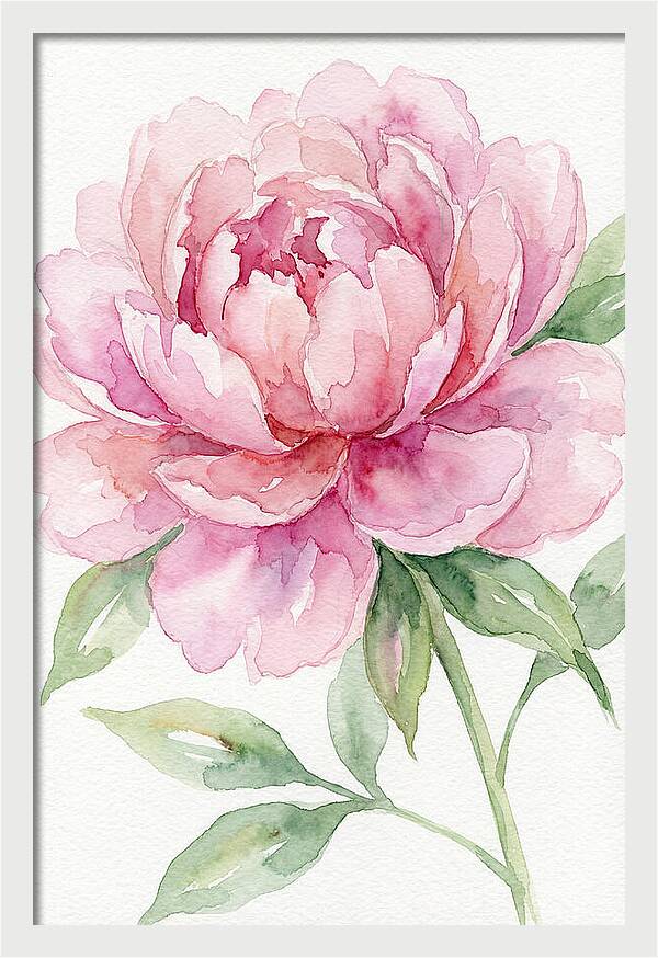 Delicate Pink Peony