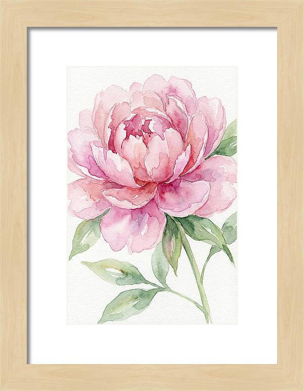 Delicate Pink Peony