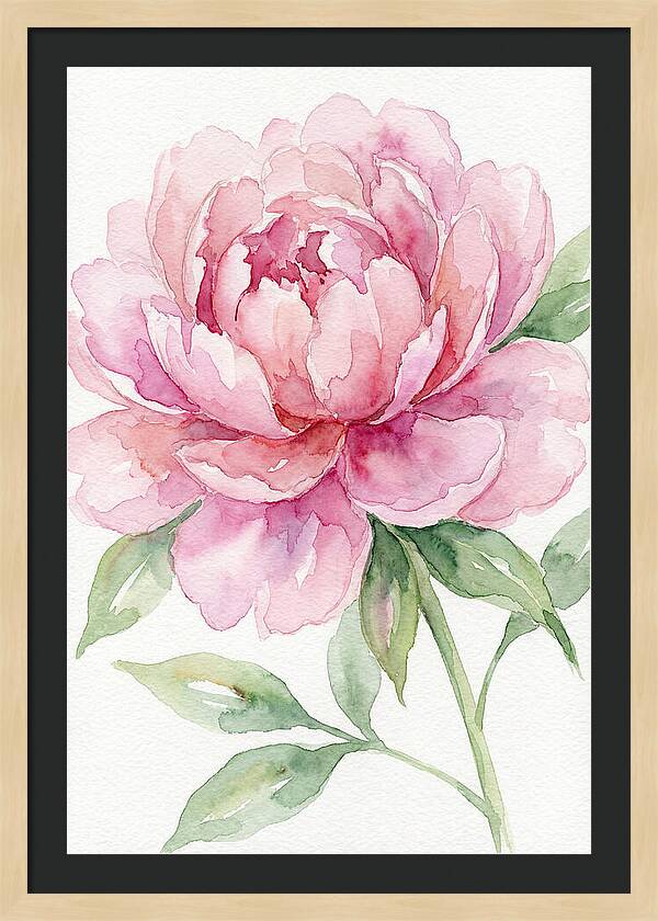 Delicate Pink Peony