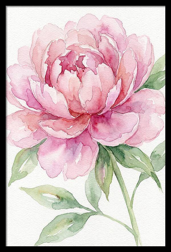 Delicate Pink Peony