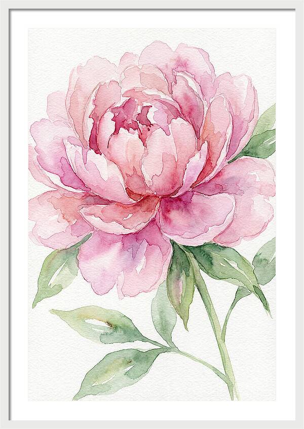 Delicate Pink Peony
