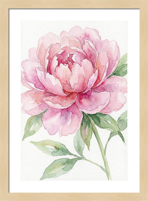 Delicate Pink Peony