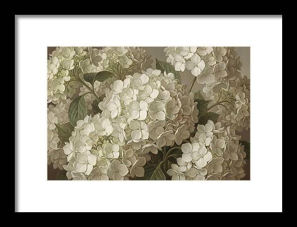 Delicate White Hydrangea Blooms