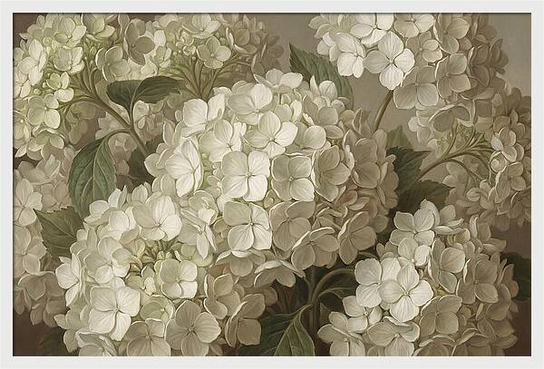 Delicate White Hydrangea Blooms